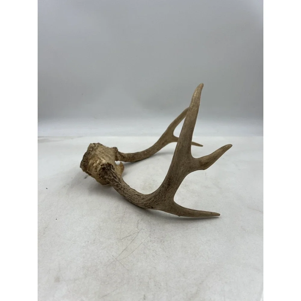 Deer Antlers Skull Plate European Mount 6 Point Real Bone Taxidermy Decor Cabin